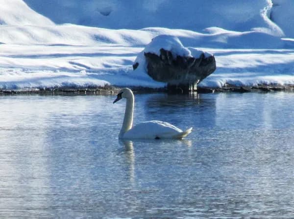 Белые стражи зимы