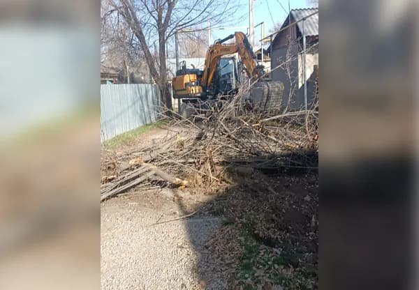 О защите деревьев и исполнении указаний главы Кабмина