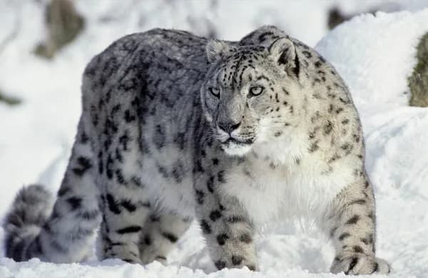 Неожиданный пост на горной дороге